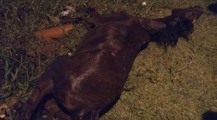 Homem suspeito de maus tratos a cavalo morto é preso no interior