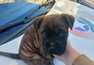 PM resgata cachorrinho vítima de maus-tratos no centro de Camboriú